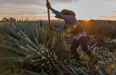 ¿Por qué la Ruta del Mezcal está rescatando el orgullo rural de Tamaulipas?