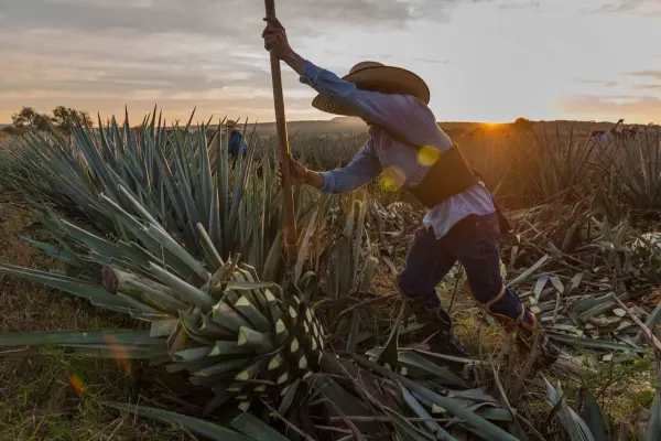 ¿Por qué la Ruta del Mezcal está rescatando el orgullo rural de Tamaulipas?