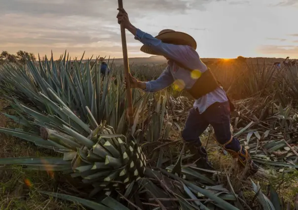 ¿Por qué la Ruta del Mezcal está rescatando el orgullo rural de Tamaulipas?