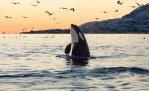 Nadar con Orcas en La Paz: horarios, equipos, precios y todo lo que debes saber