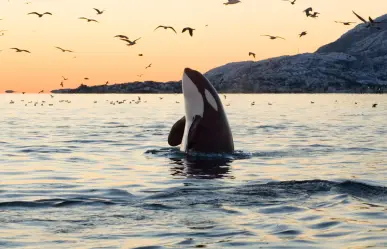Nadar con Orcas en La Paz: horarios, equipos, precios y todo lo que debes saber