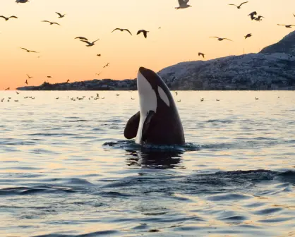 Nadar con Orcas en La Paz: horarios, equipos, precios y todo lo que debes saber