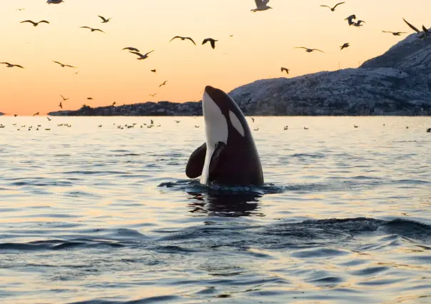 Nadar con Orcas en La Paz: horarios, equipos, precios y todo lo que debes saber