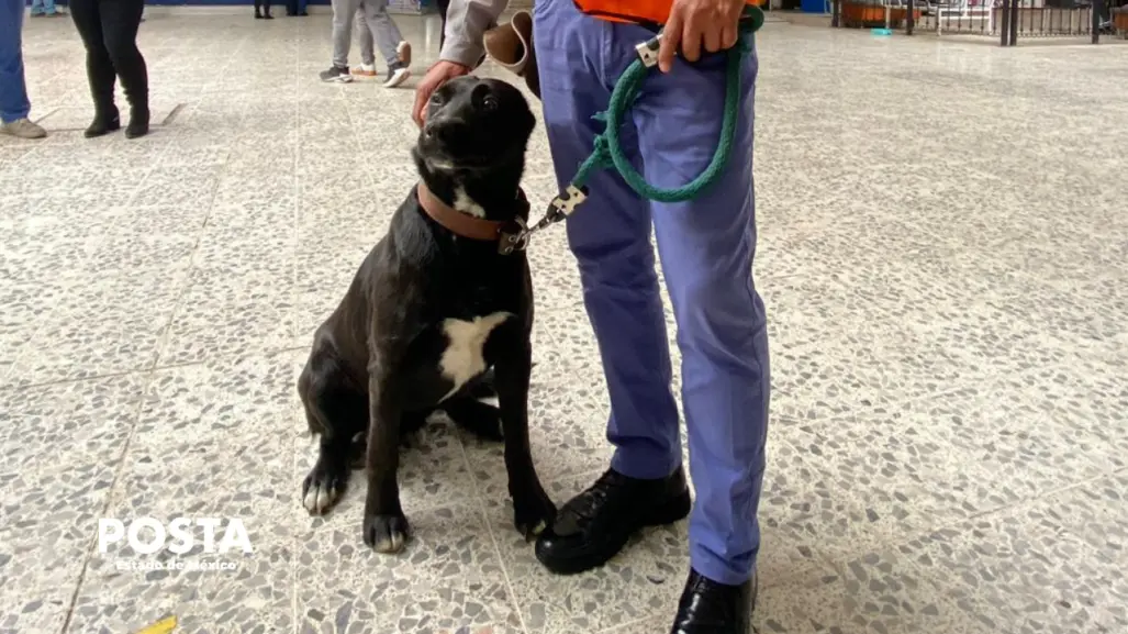 Conoce a "Oso" y "Sam", los perros que cuidan la Terminal de Autobuses de Toluca