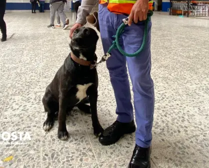 Conoce a "Oso" y "Sam", los perros que cuidan la Terminal de Autobuses de Toluca