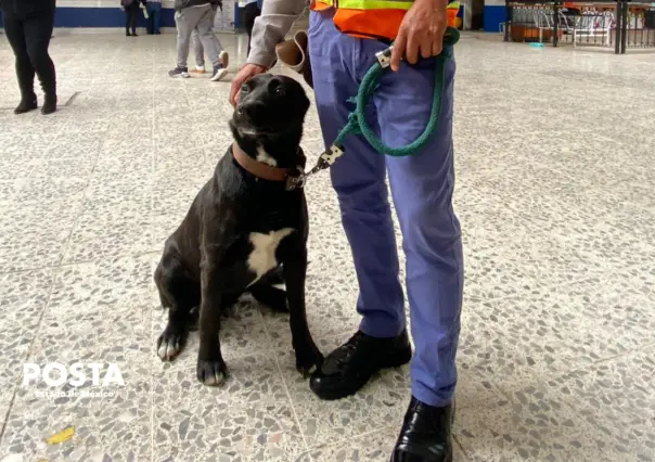 Conoce a "Oso" y "Sam", los perros que cuidan la Terminal de Autobuses de Toluca