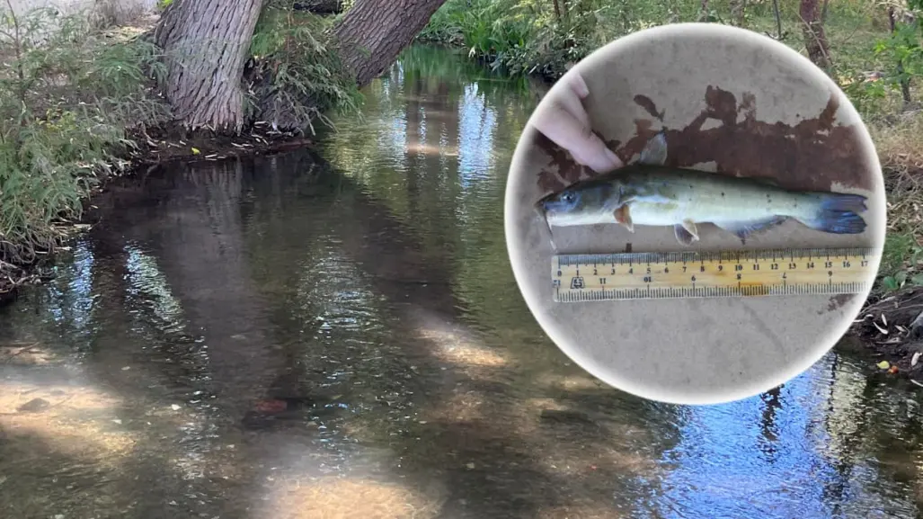 Este es el nombre del pez de 5 millones de años recién descubierto en el río Nazas de Durango