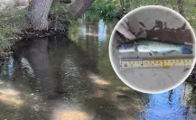 Este es el nombre del pez de 5 millones de años recién descubierto en el río Nazas de Durango