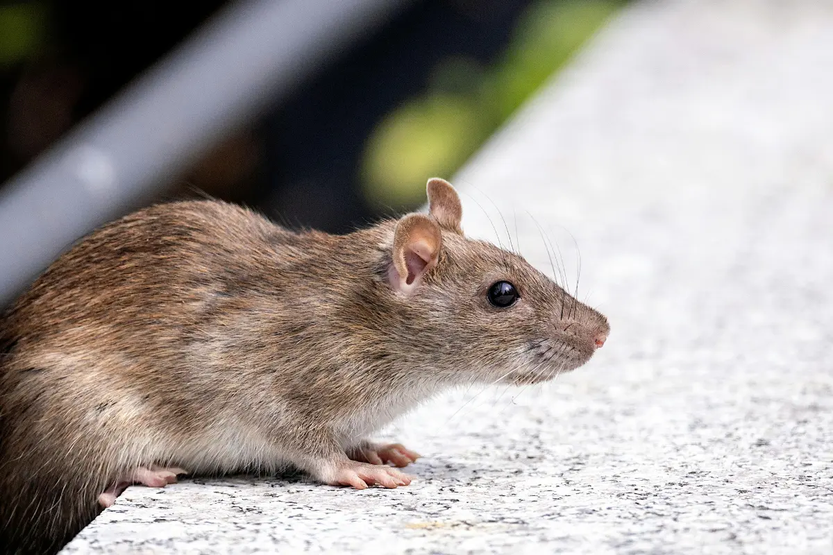 Rata saliendo de una alcantarilla. Foto: Canva
