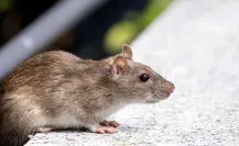 Presencia de ratas se dispara en CDMX por lluvias: vecinos exigen control sanitario