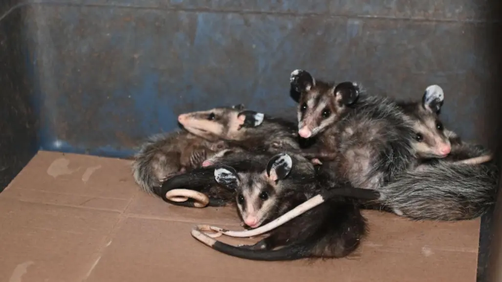 Esta asociación animalista de Victoria es reconocida por rescatar tlacuaches