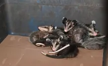 Esta asociación animalista de Victoria es reconocida por rescatar tlacuaches
