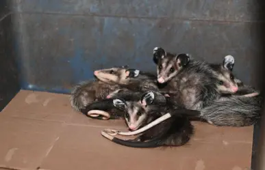 Esta asociación animalista de Victoria es reconocida por rescatar tlacuaches