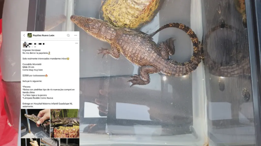 Detienen a sujeto en Guadalupe por venta ilegal de cocodrilo protegido