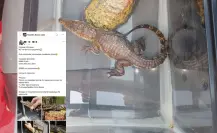 Detienen a sujeto en Guadalupe por venta ilegal de cocodrilo protegido