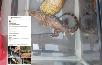 Detienen a sujeto en Guadalupe por venta ilegal de cocodrilo protegido