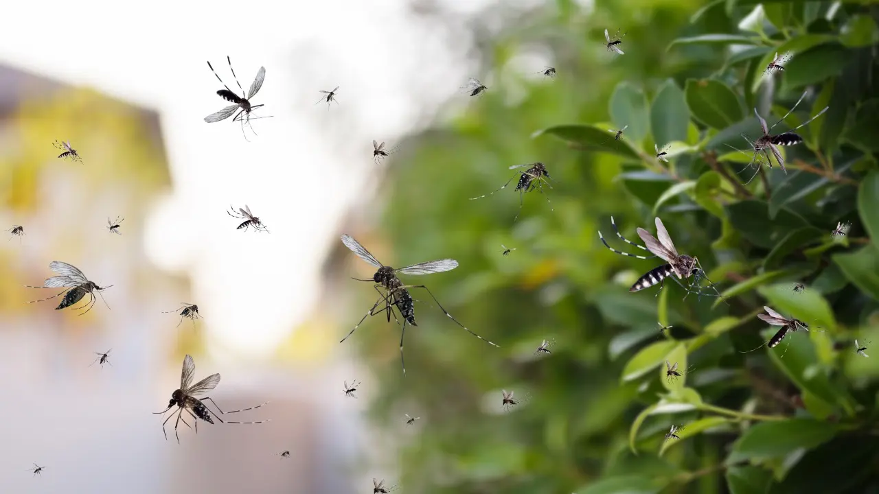 Coahuila en alerta por dengue. Foto de canva.