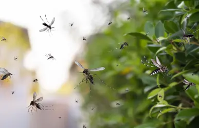 Coahuila refuerza acciones contra el dengue ante temporada crítica