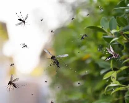 Coahuila refuerza acciones contra el dengue ante temporada crítica