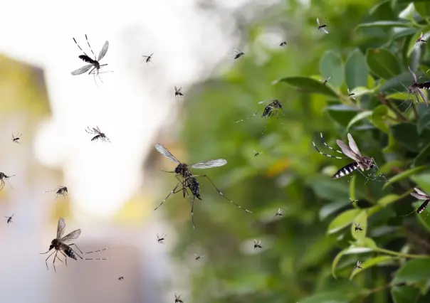 Coahuila refuerza acciones contra el dengue ante temporada crítica