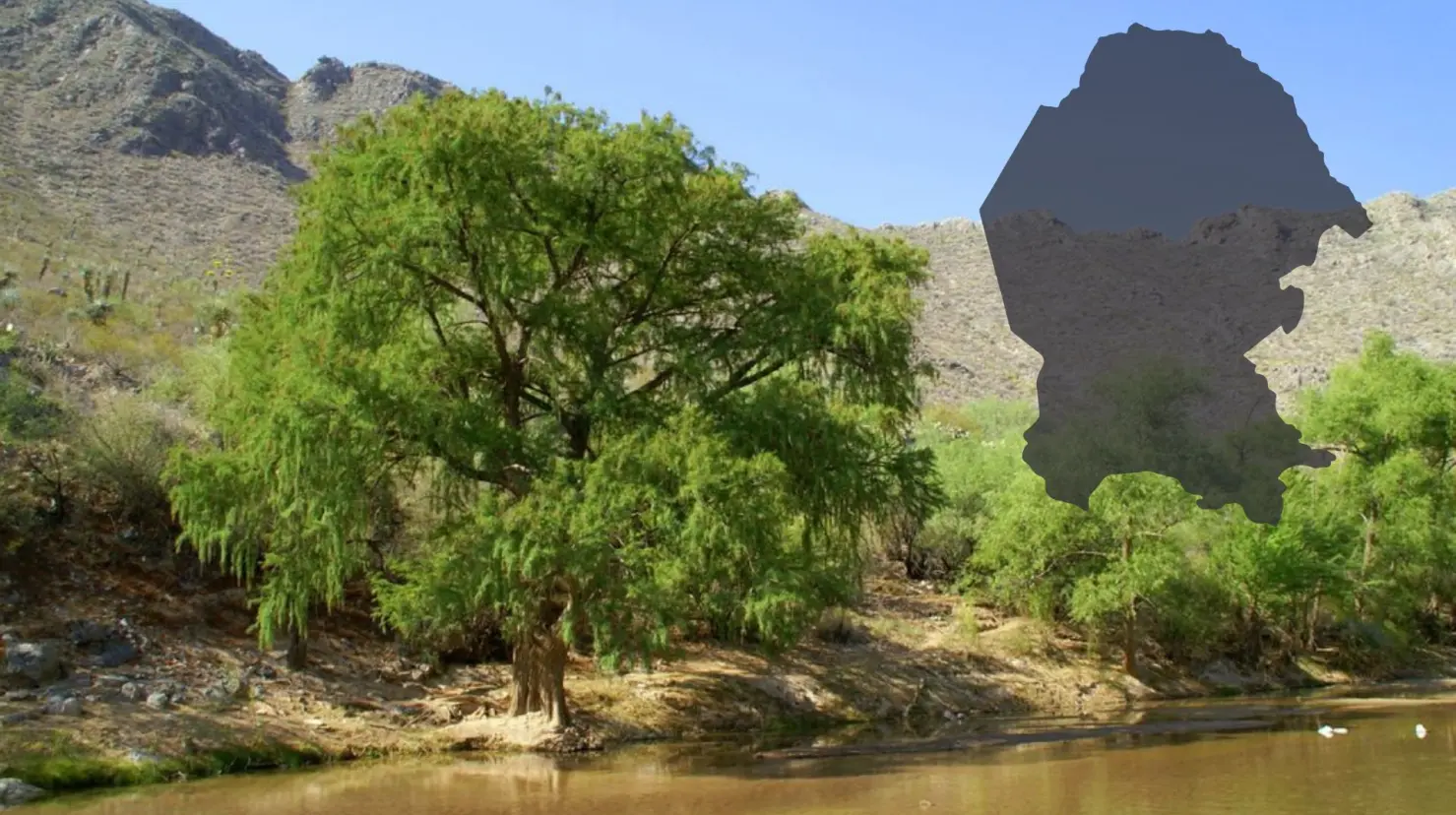 El ahuehuete es uno de los árboles más longevos en México. (Fotografía: Flickr)