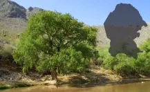 ¿Qué árbol nativo de Coahuila puede vivir más de 500 años?