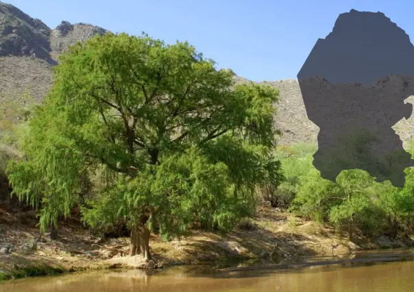 ¿Qué árbol nativo de Coahuila puede vivir más de 500 años?
