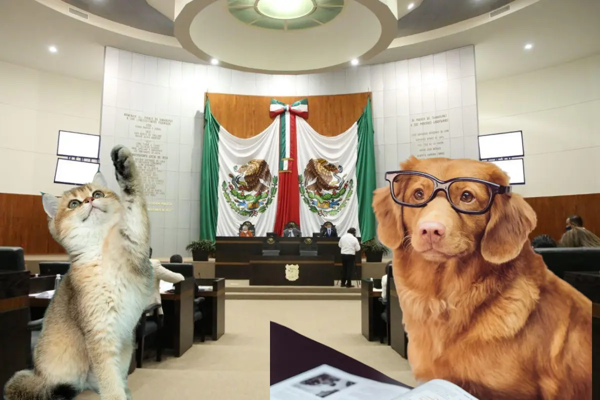 Descubre la propuesta de la diputada Magaly Deandar para permitir mascotas en el Congreso de Tamaulipas