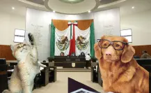 Congreso de Tamaulipas podría ser pet friendly
