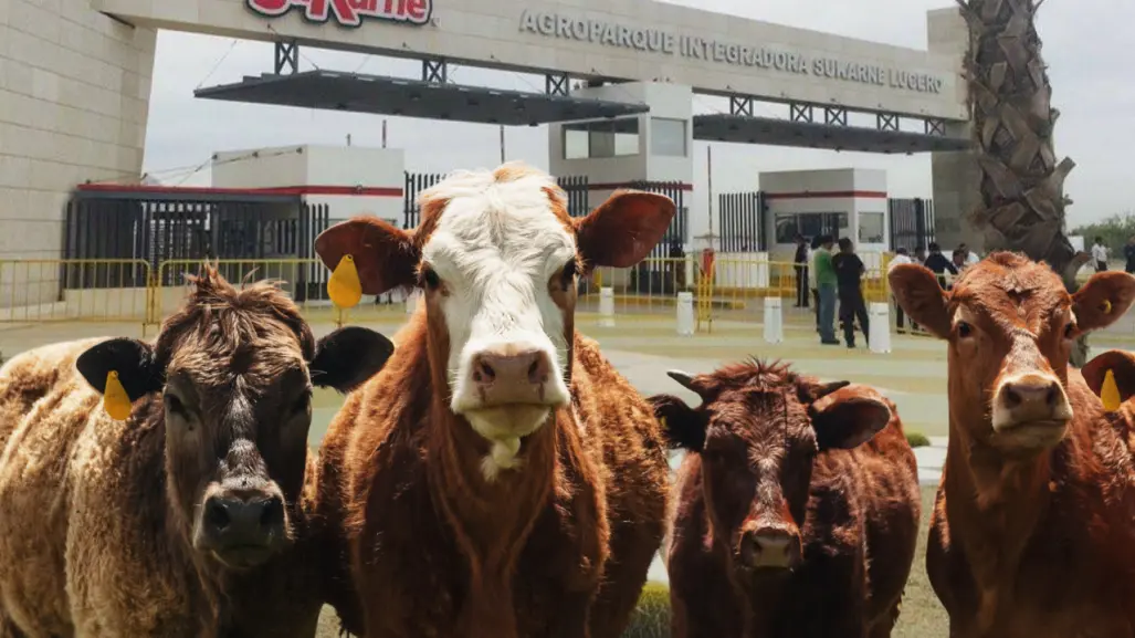 El municipio de Durango que alberga uno de los corrales ganaderos más grandes del mundo