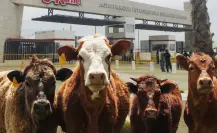 El municipio de Durango que alberga uno de los corrales ganaderos más grandes del mundo