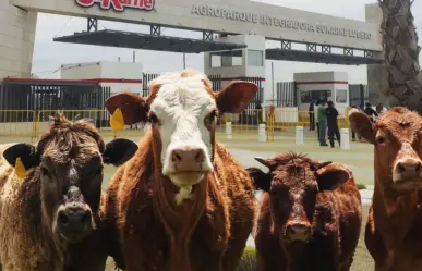 El municipio de Durango que alberga uno de los corrales ganaderos más grandes del mundo