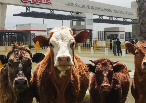 El municipio de Durango que alberga uno de los corrales ganaderos más grandes del mundo