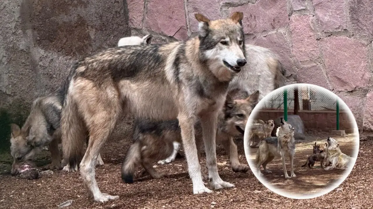 Foto: Facebook/ Zoologico Sahuatoba Durango | Conoce cuál es el peso y lo que mide un lobo mexicano en su edad adulta, según los expertos.