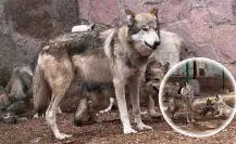 ¿Cuánto pesa y mide un lobo mexicano en su edad adulta, según los expertos?
