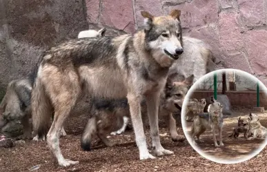 ¿Cuánto pesa y mide un lobo mexicano en su edad adulta, según los expertos?