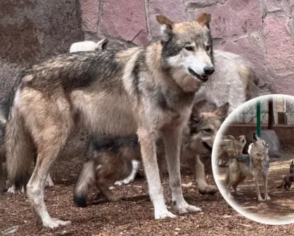 ¿Cuánto pesa y mide un lobo mexicano en su edad adulta, según los expertos?