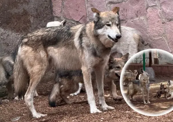 ¿Cuánto pesa y mide un lobo mexicano en su edad adulta, según los expertos?