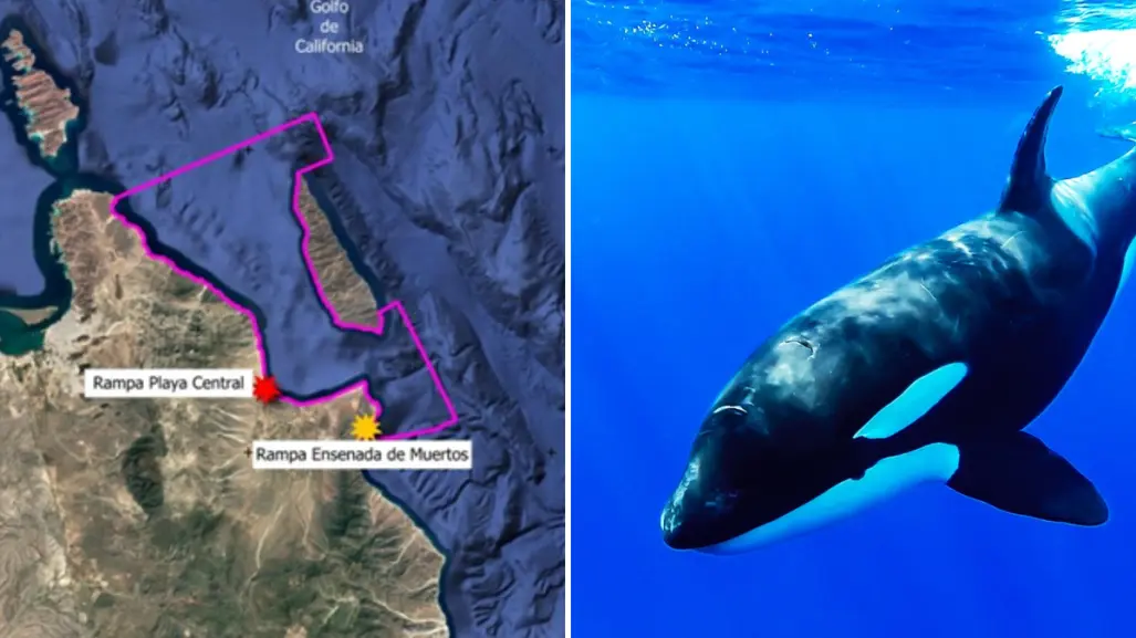 Nado con orcas en La Ventana provoca inconformidad entre pobladores