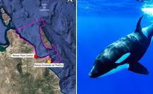 Nado con orcas en La Ventana provoca inconformidad entre pobladores