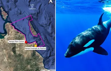 Nado con orcas en La Ventana provoca inconformidad entre pobladores