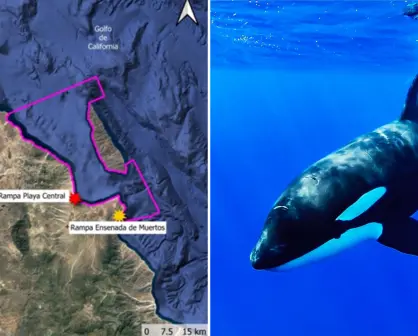 Nado con orcas en La Ventana provoca inconformidad entre pobladores