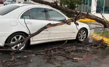 Saltillo: cae árbol sobre coche en La Nogalera a causa de vientos y lluvias