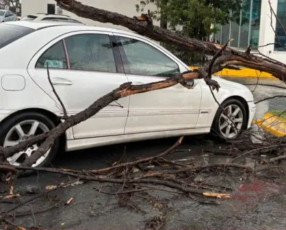 Saltillo: cae árbol sobre coche en La Nogalera a causa de vientos y lluvias