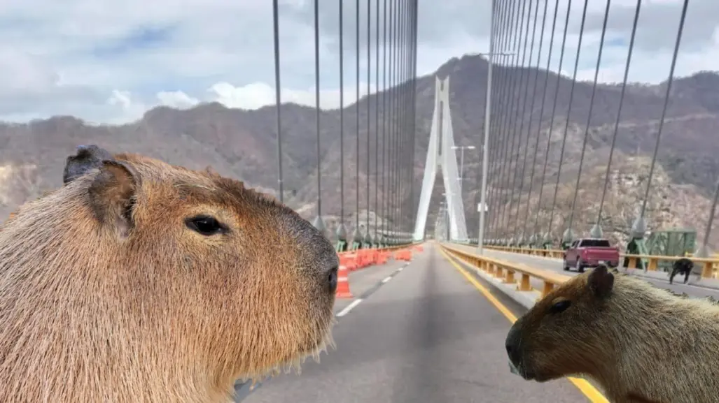 El lugar con capibaras que puedes visitar después de viajar por la Supercarretera Durango a Mazatlán 