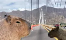 El lugar con capibaras que puedes visitar después de viajar por la Supercarretera Durango a Mazatlán 