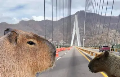 El lugar con capibaras que puedes visitar después de viajar por la Supercarretera Durango a Mazatlán 