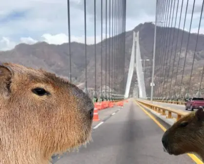 El lugar con capibaras que puedes visitar después de viajar por la Supercarretera Durango a Mazatlán 