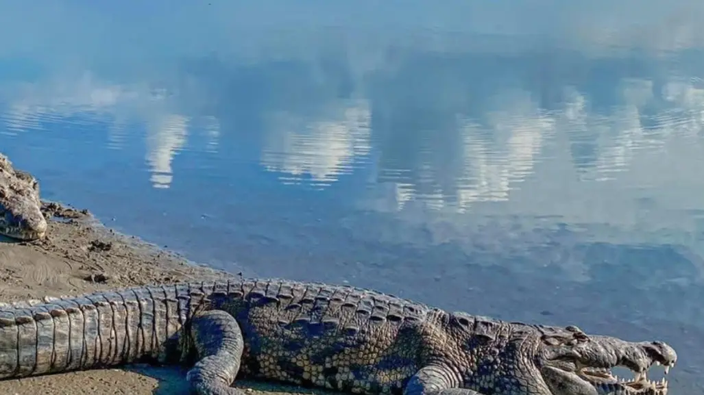 Alarmante la reproducción de cocodrilos en el sur de Tamaulipas: 95% de las capturas son crías