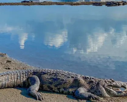 Alarmante la reproducción de cocodrilos en el sur de Tamaulipas: 95% de las capturas son crías